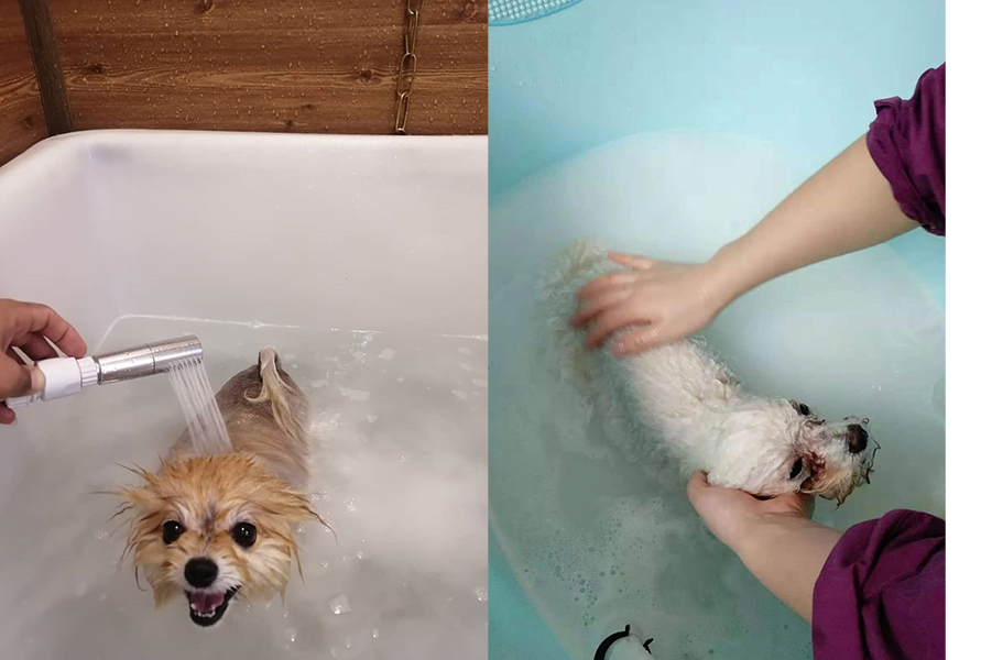 Microbubble ozone spa bath for pets00.jpg